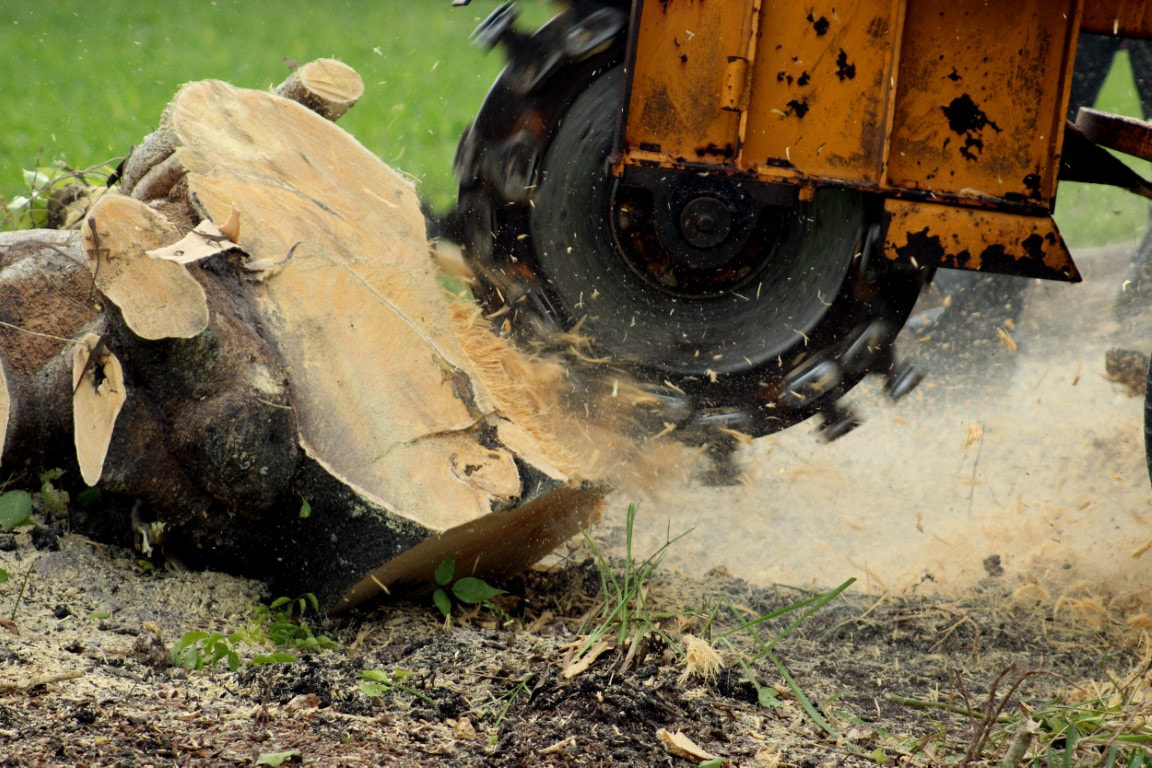 An image of Tree/Stump Removal Services in Plainfield, IL